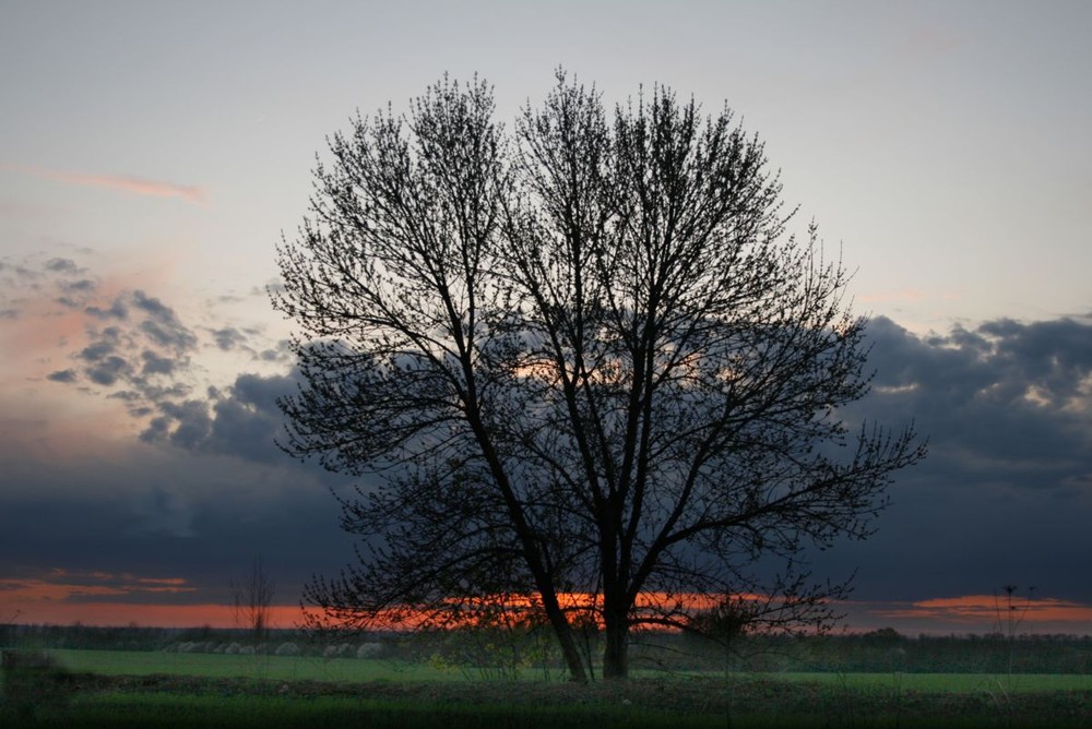 Фотографія Ночное дерево / Александр Игнатьев / photographers.ua