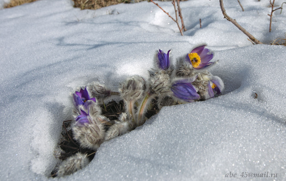 Фотографія На опушке, синим цветом расцветает сон-трава. / Ковтун Николай / photographers.ua