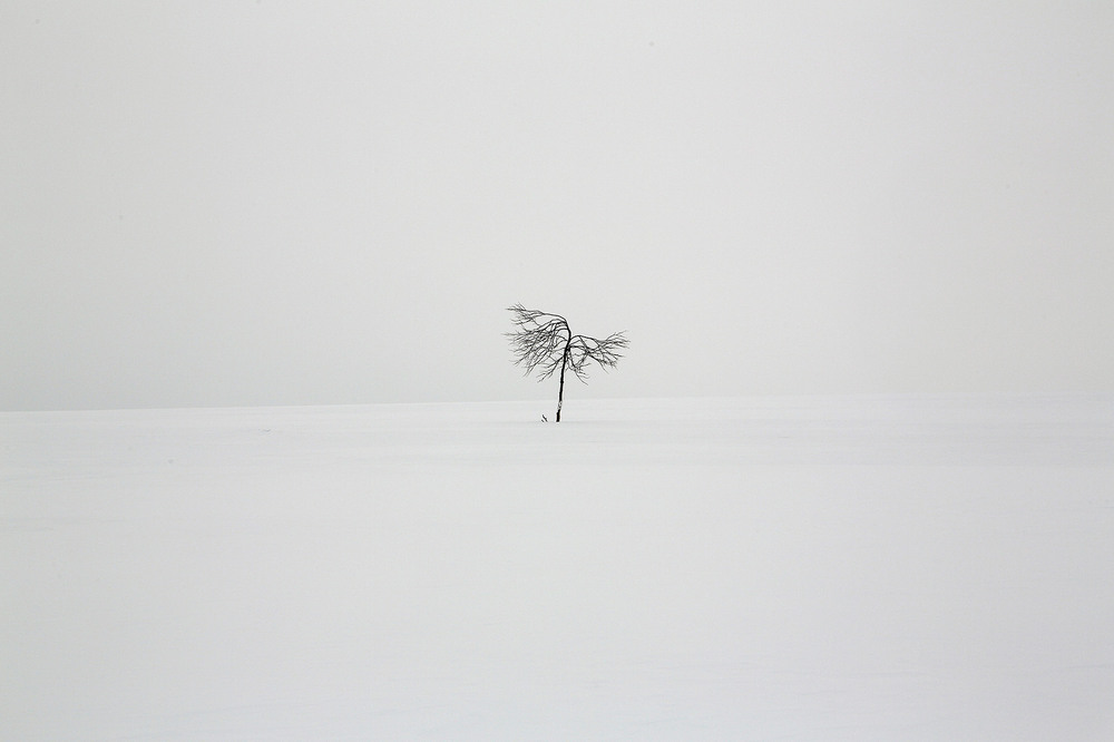 Фотографія Одинокое дерево в тундре / Сергей Боженко / photographers.ua