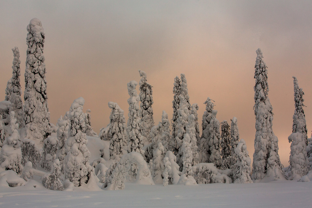 Фотографія Снегом залепленные ели / Сергей Боженко / photographers.ua