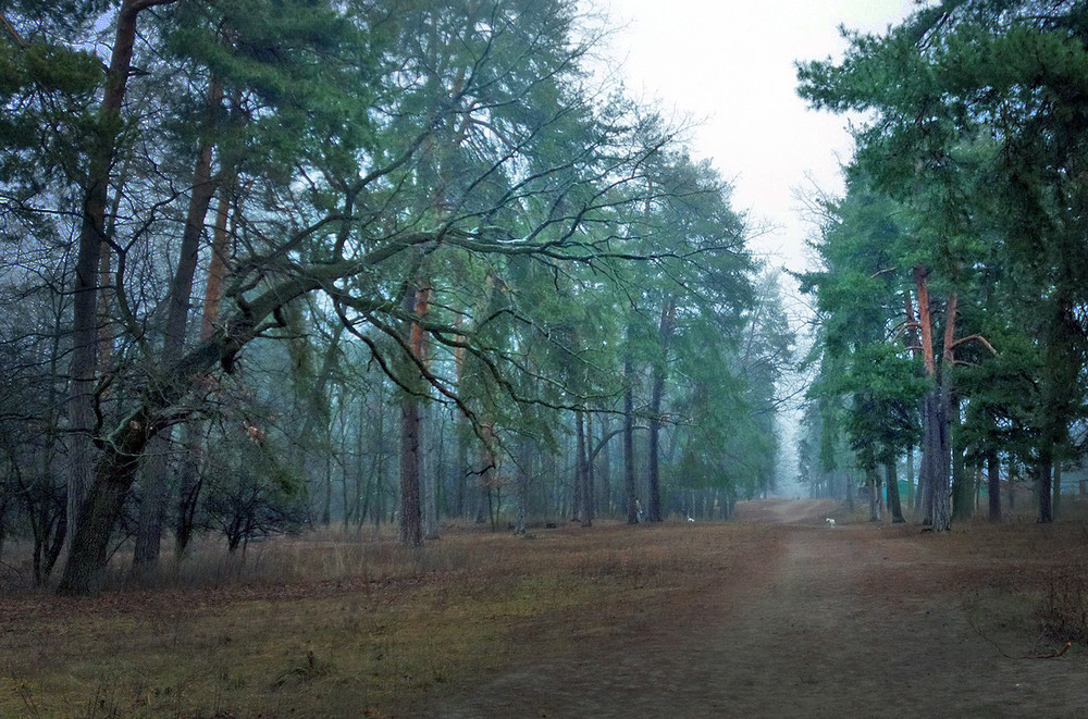 Фотографія 30 грудня 2024 року, Київ 11:25 / Валерий Савенко / photographers.ua