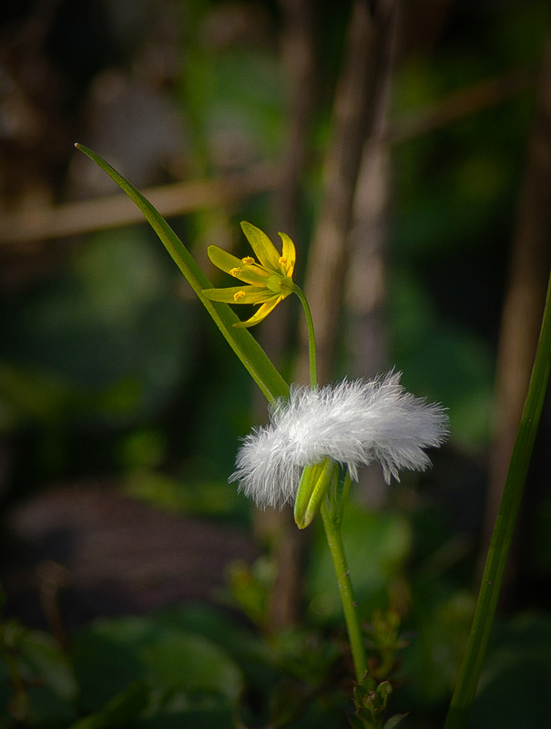 Фотографія *** / Валерий Савенко / photographers.ua