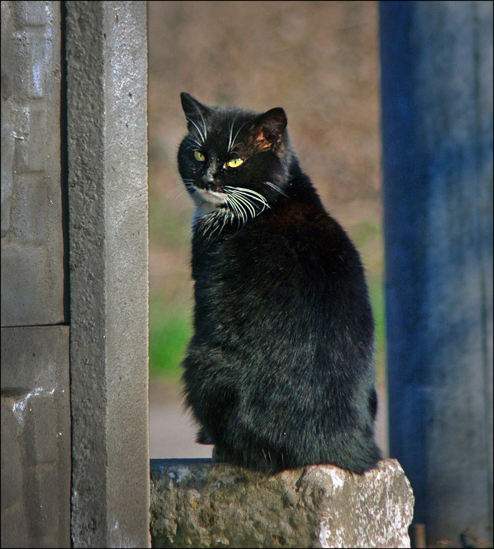 Фотографія Березневий кіт / Валерий Савенко / photographers.ua