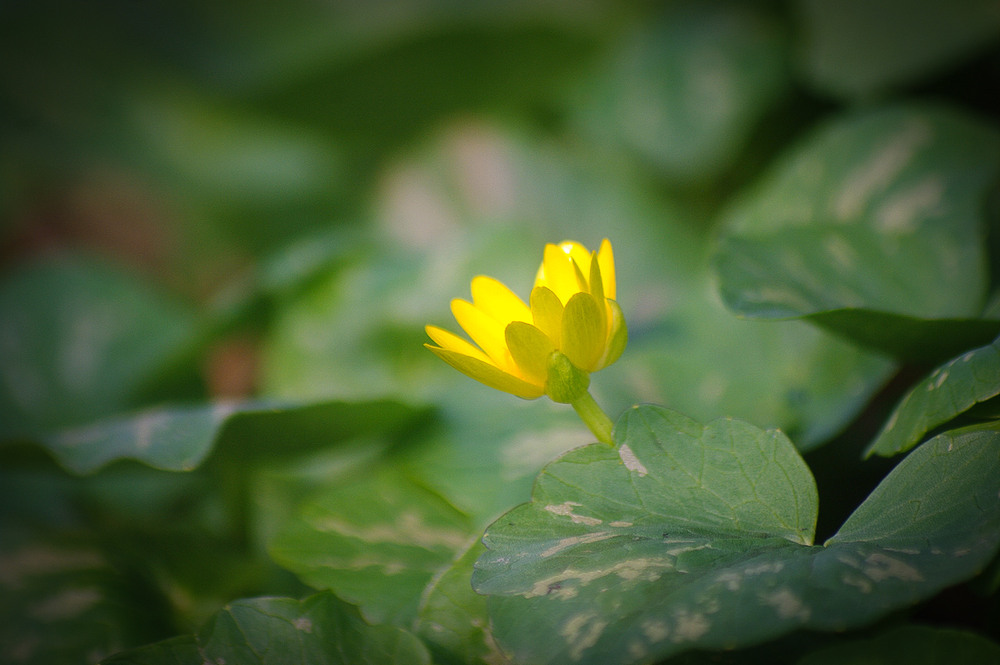 Фотографія *** / Валерий Савенко / photographers.ua