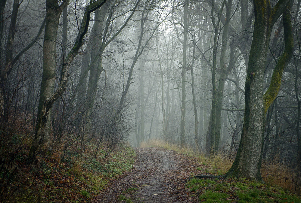 Фотографія В старому парку... / Валерий Савенко / photographers.ua