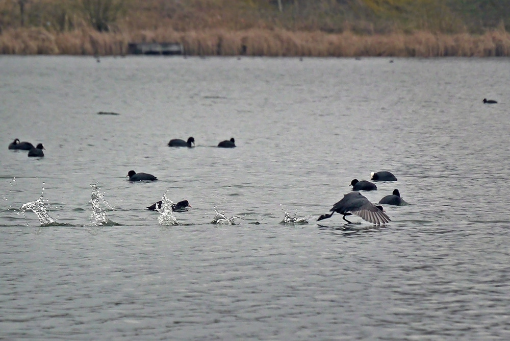 Фотографія Біжуча по воді / Валерий Савенко / photographers.ua
