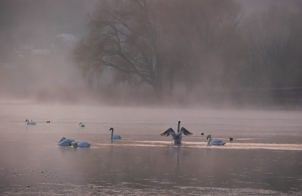 Фотографія Лебедине озеро / Валерий Савенко / photographers.ua