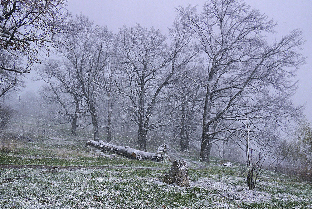 Фотографія Останній дотик зими 09.04.25 / Валерий Савенко / photographers.ua