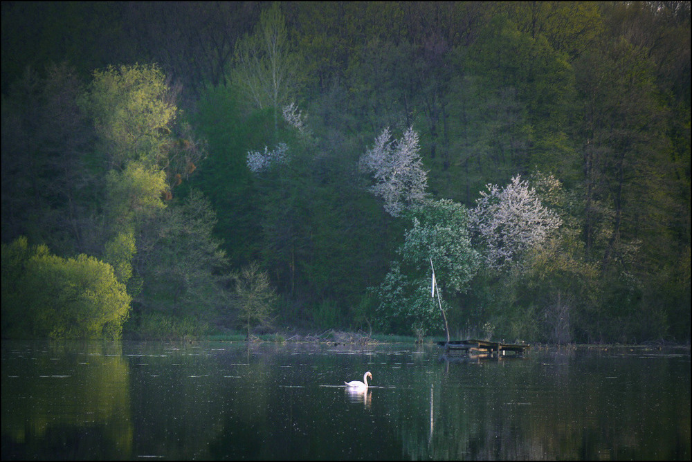Фотографія Увечері на ставку... / Валерий Савенко / photographers.ua