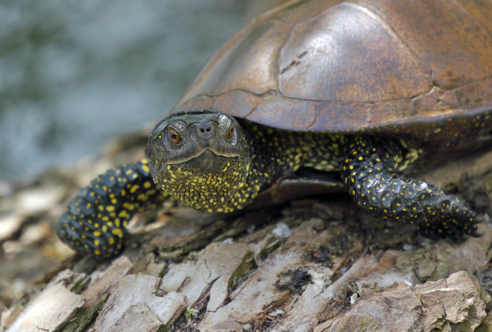 Фотографія Животные / Валерий Савенко / photographers.ua