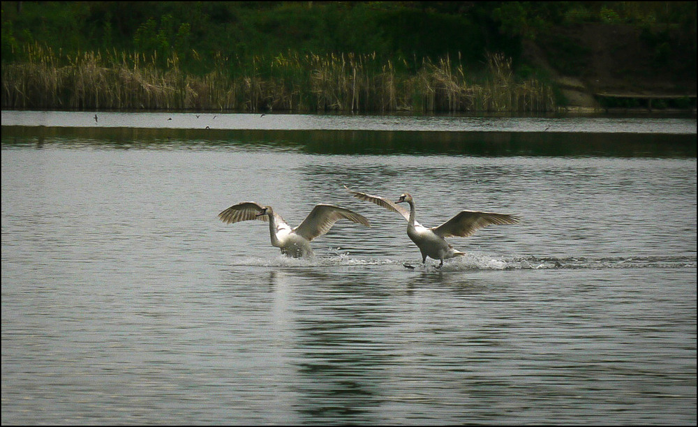 Фотографія М'яка посадка / Валерий Савенко / photographers.ua