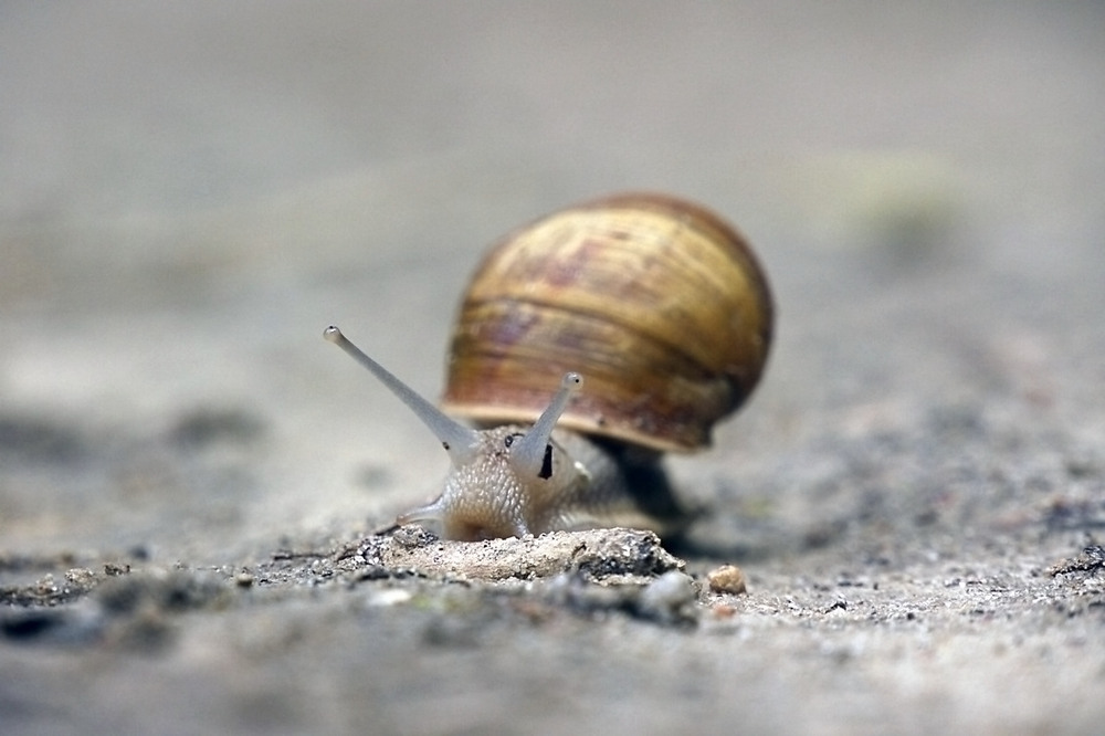 Фотографія На марафонській дистанції... / Валерий Савенко / photographers.ua