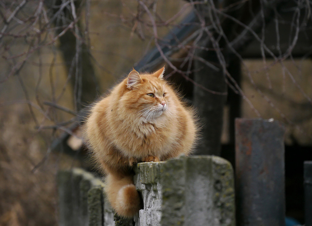 Фотографія В очікуванні зими... / Валерий Савенко / photographers.ua