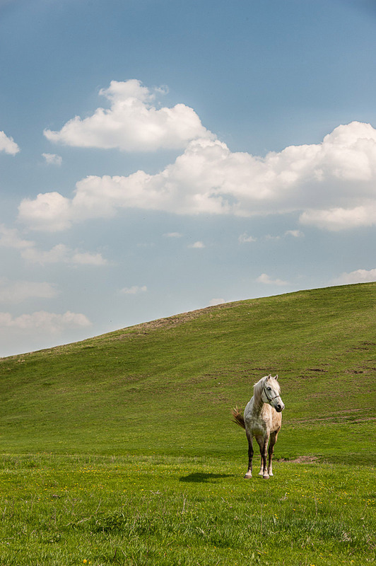 Фотографія О белкокрылых лошадках / Андрей Ковач / photographers.ua