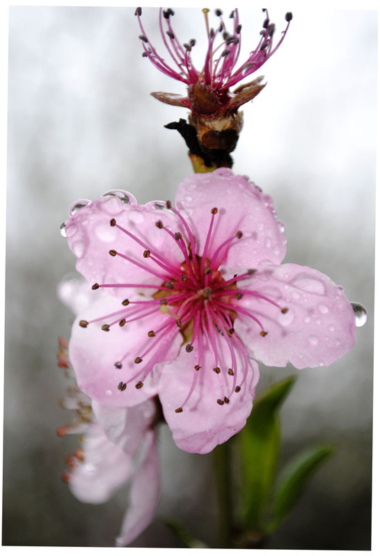 Фотографія весна после дождика / Ivan Zhemchuzhnikov / photographers.ua