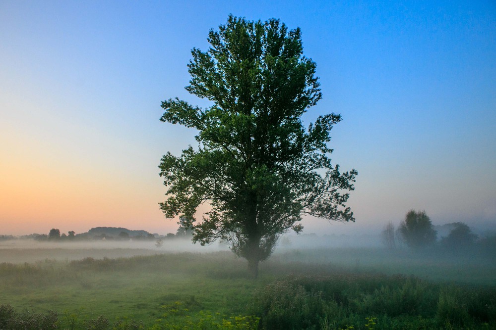 Фотографія Одинокое дерево. / Ольга Луцюк / photographers.ua
