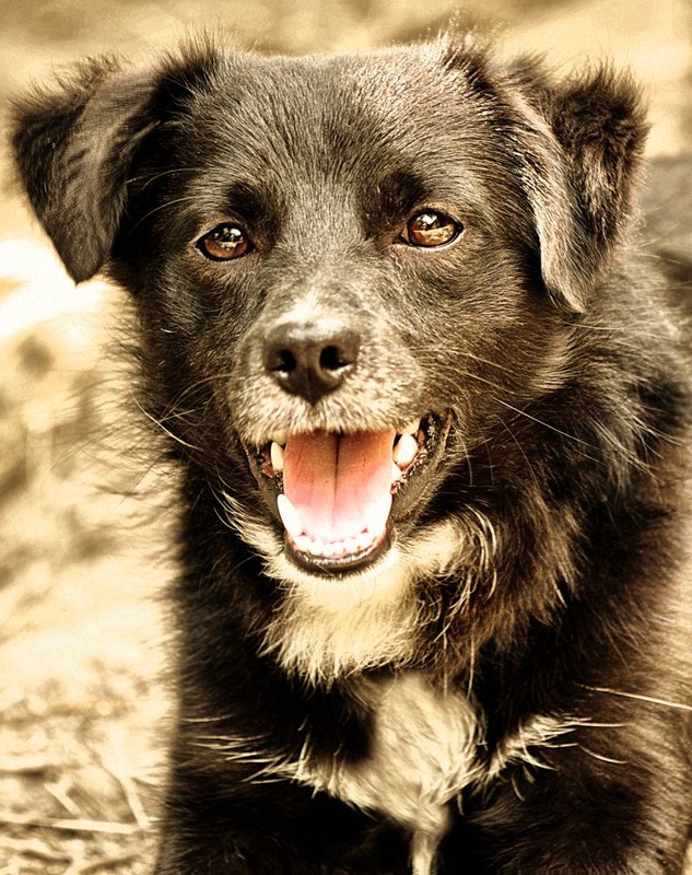 Фотографія Животные / Николай Деревянко / photographers.ua