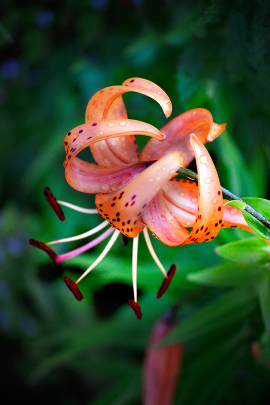 Фотографія Макро / Николай Деревянко / photographers.ua