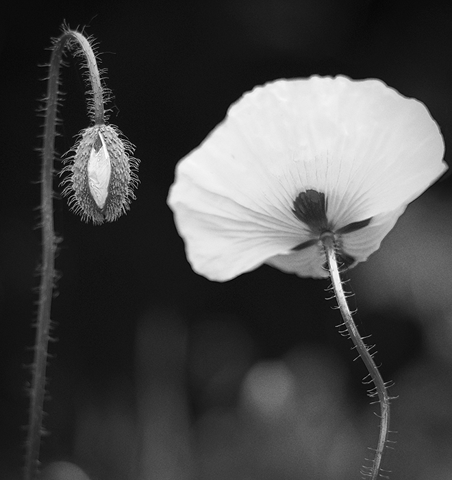 Фотографія *** / Сергій / photographers.ua