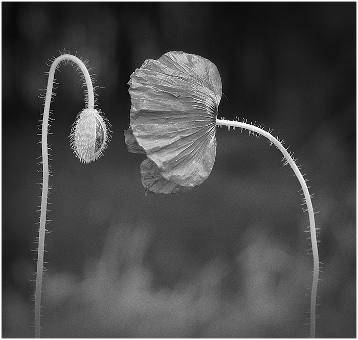 Фотографія *** / Сергій / photographers.ua