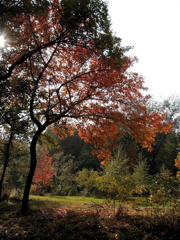 Фотографія Осінні кольори / Nadezhda Morozova / photographers.ua
