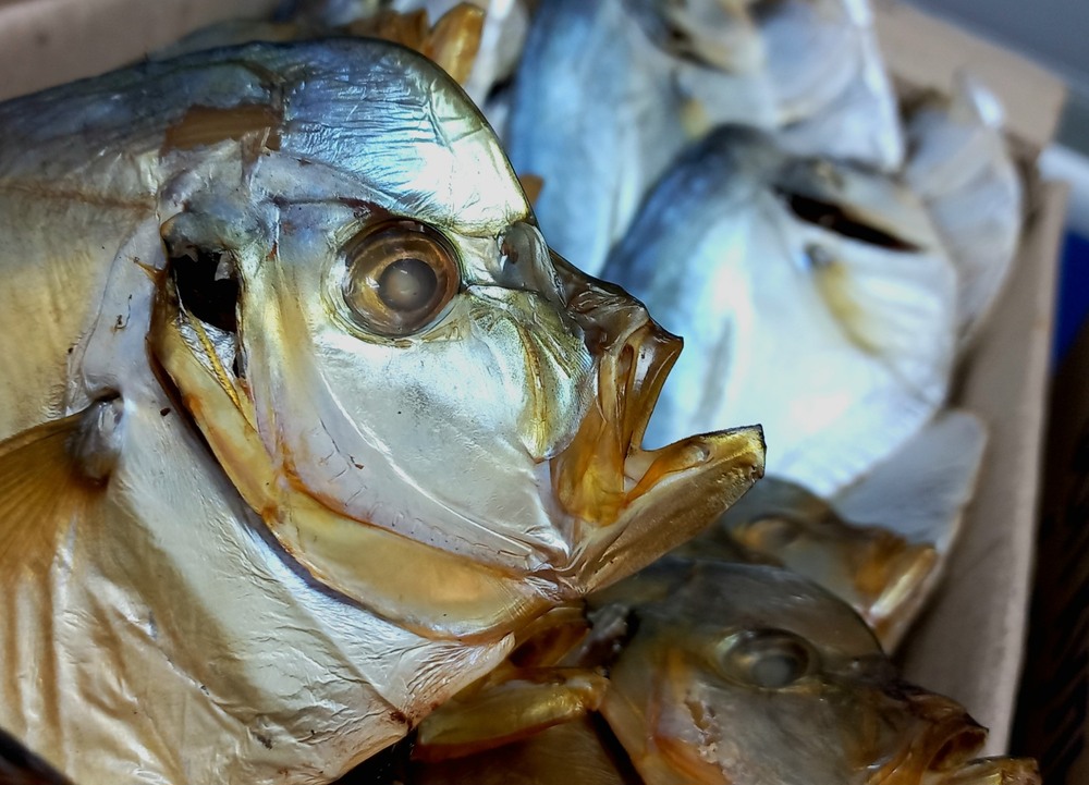 Фотографія Чужой / Роман Гладышев / photographers.ua