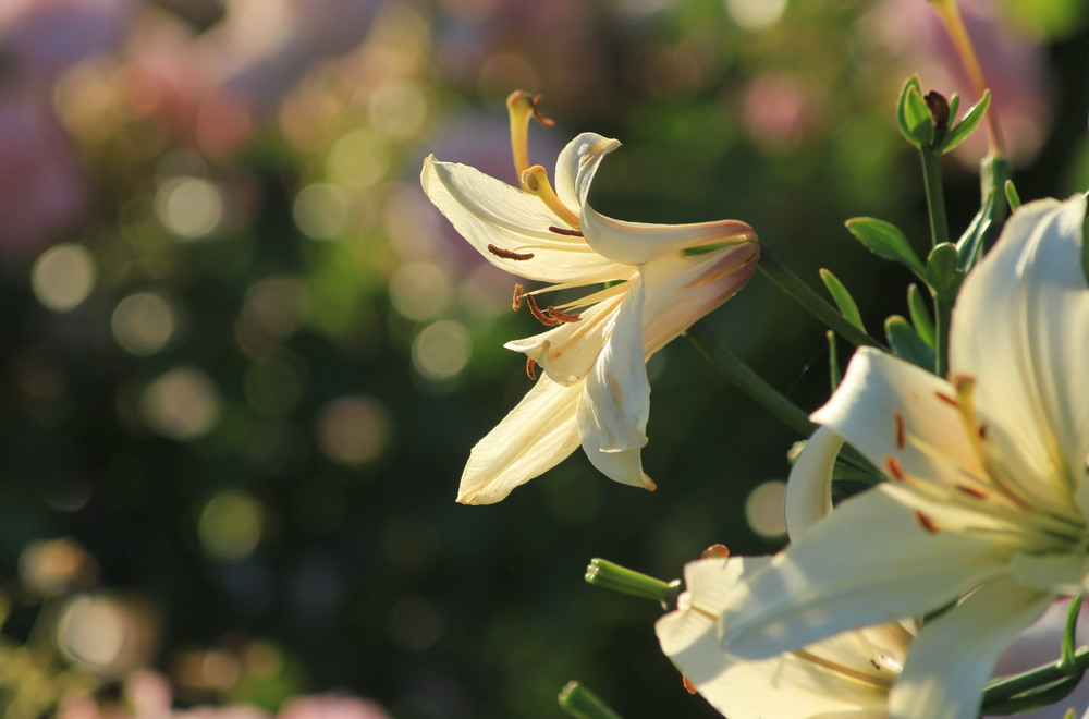 Фотографія *** / Роман Гладышев / photographers.ua
