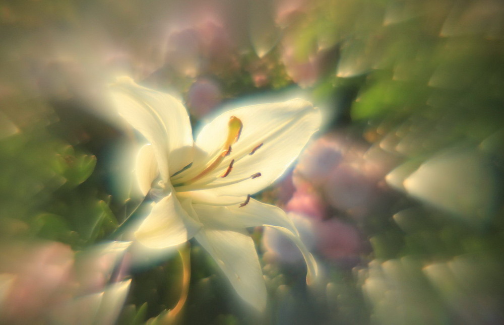 Фотографія *** / Роман Гладышев / photographers.ua