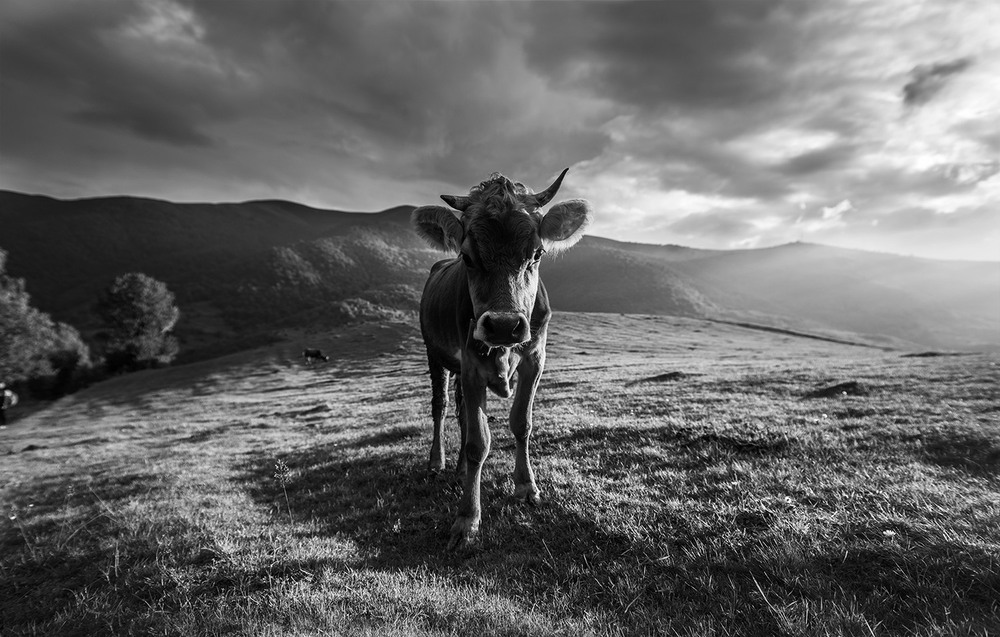 Фотографія "Мілка" Карпатська - звичайна / Ivan Kostyk / photographers.ua