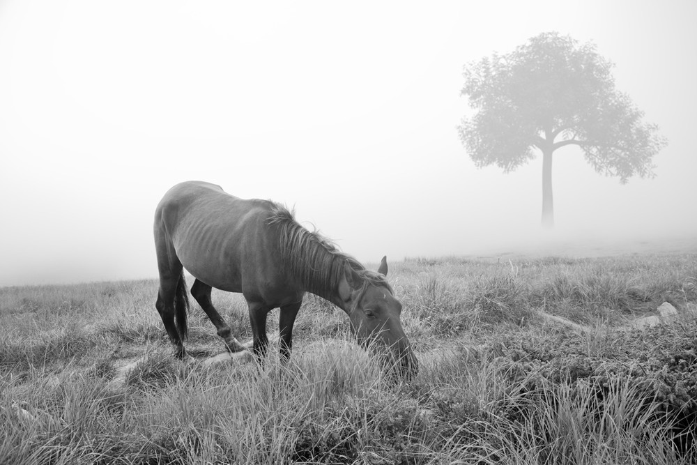 Фотографія "Ой, чий то кінь стоїть" / Ivan Kostyk / photographers.ua