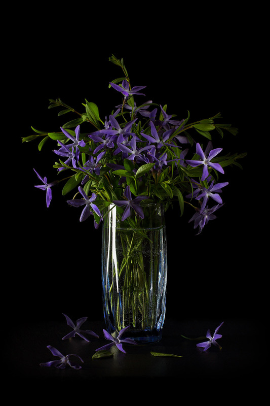 Фотографія Барвінок / Валерий ПЕТРИЧЕНКО / photographers.ua