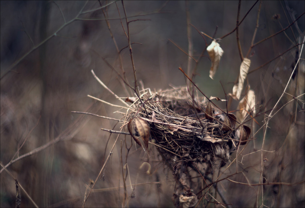 Фотографія Опустошает осень гнёзда. / Валерий ПЕТРИЧЕНКО / photographers.ua