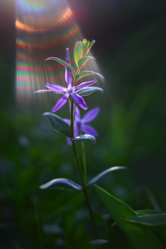 Фотографія Барвінок / Валерий ПЕТРИЧЕНКО / photographers.ua
