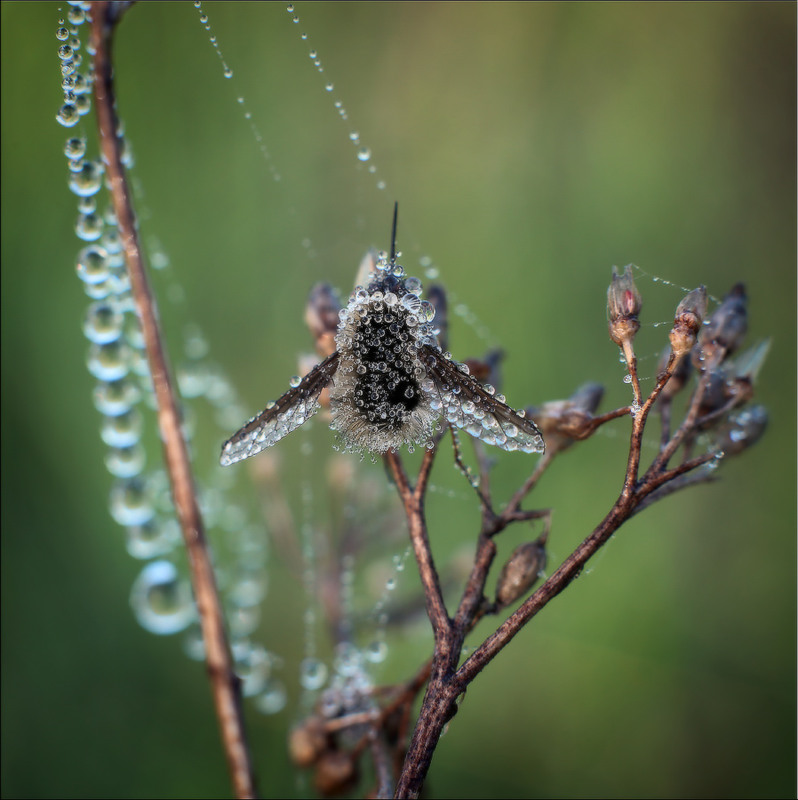 Фотографія *** / Валерий ПЕТРИЧЕНКО / photographers.ua