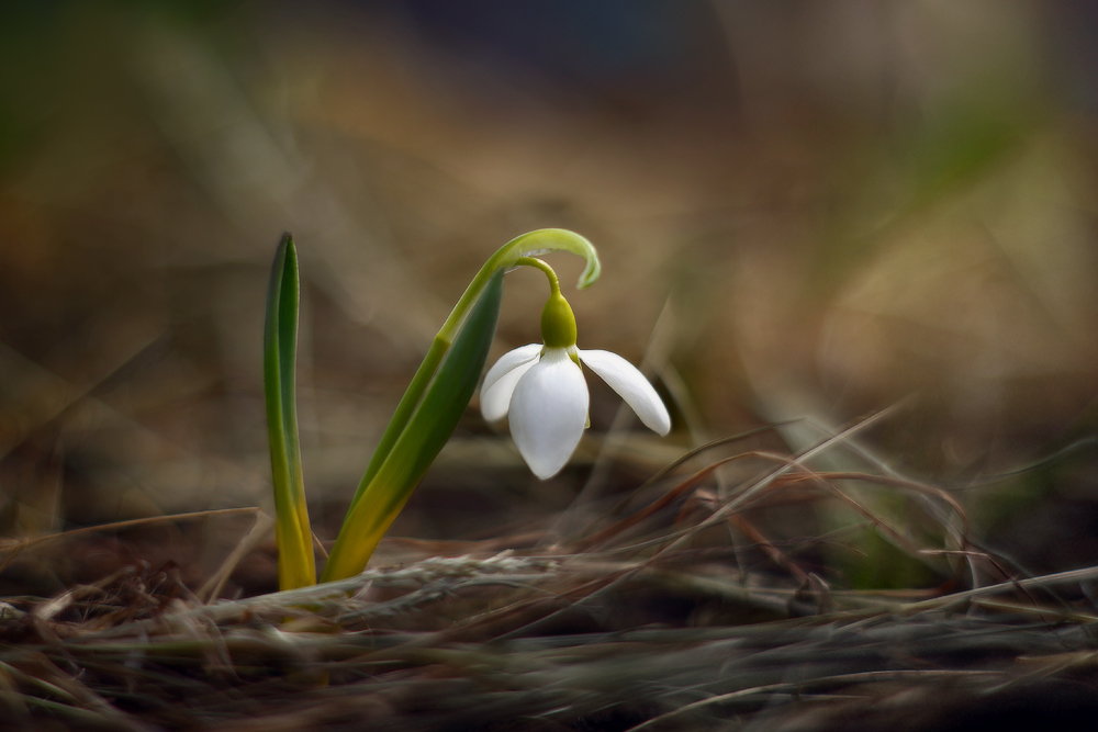 Фотографія Весна / Валерий ПЕТРИЧЕНКО / photographers.ua