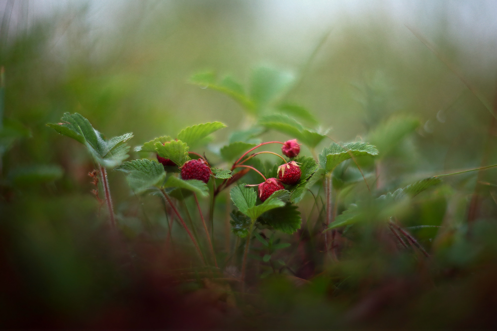 Фотографія В лес по ягоды пойдем, земляники наберем. / Валерий ПЕТРИЧЕНКО / photographers.ua