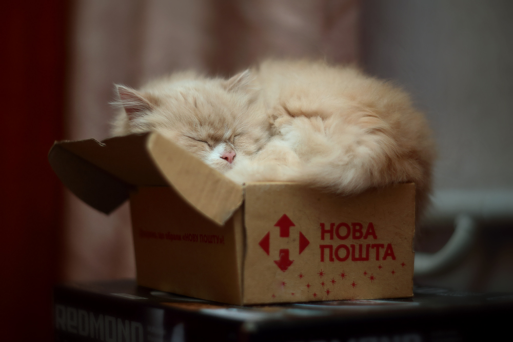 Фотографія Тра-та-та, тра-та-та, нам доставили кота. / Валерий ПЕТРИЧЕНКО / photographers.ua