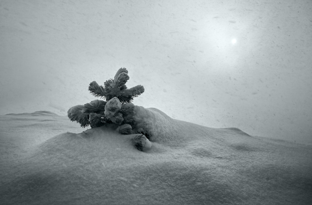 Фотографія Маленькой елочке холодно зимой / Валерий ПЕТРИЧЕНКО / photographers.ua
