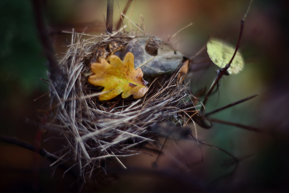 Фотографія Вновь птичьи гнезда опустели. / Валерий ПЕТРИЧЕНКО / photographers.ua