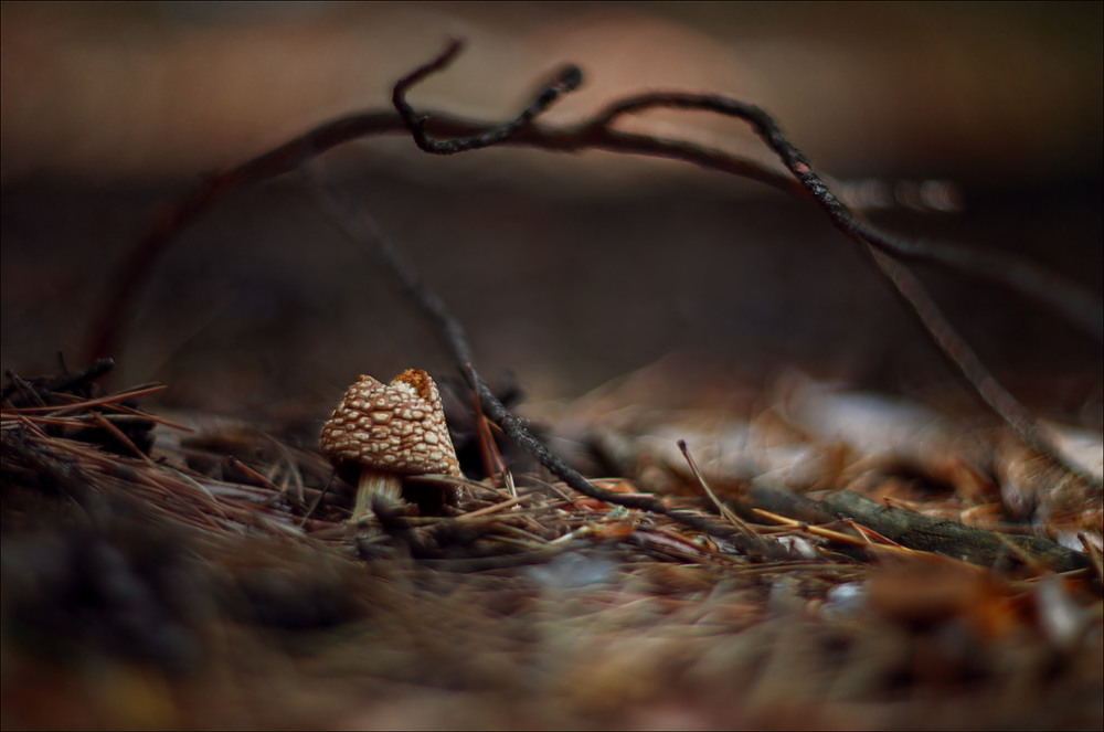 Фотографія Потускнели жизни краски / Валерий ПЕТРИЧЕНКО / photographers.ua