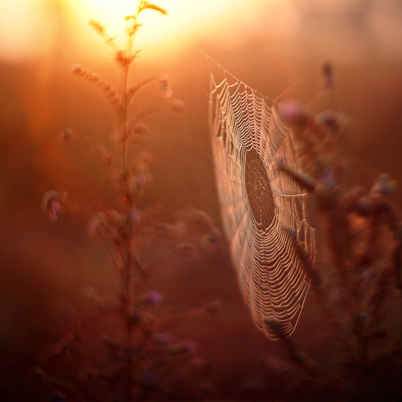 Фотографія Снова осень вплетёт в паутину... / Валерий ПЕТРИЧЕНКО / photographers.ua