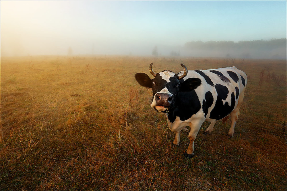 Фотографія Вышел утром я из дома, на пути стоит корова. / Валерий ПЕТРИЧЕНКО / photographers.ua