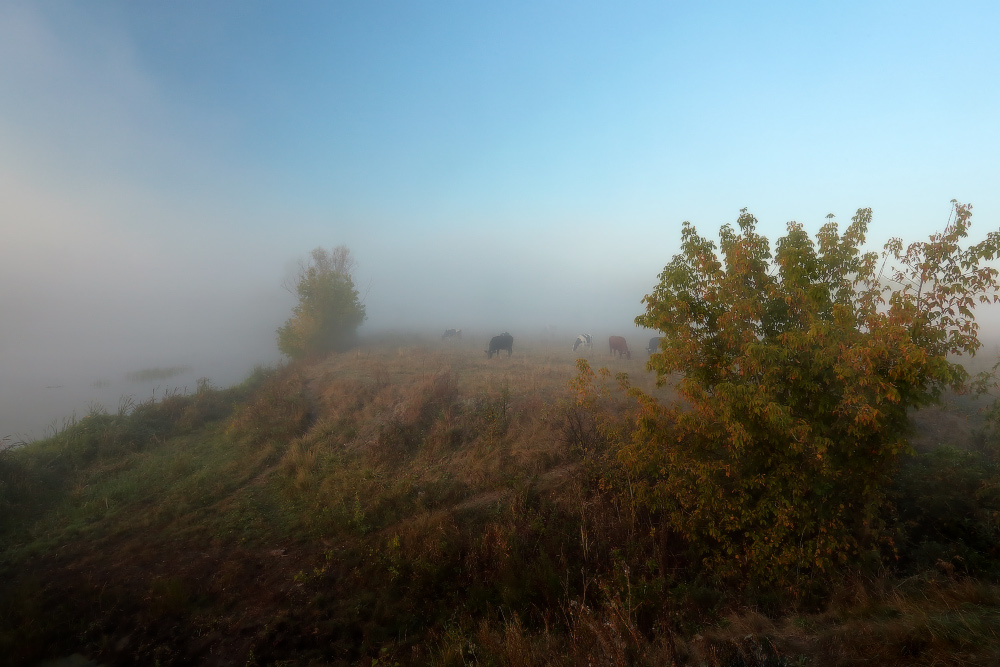 Фотографія Осенний туман красив и загадочен. / Валерий ПЕТРИЧЕНКО / photographers.ua