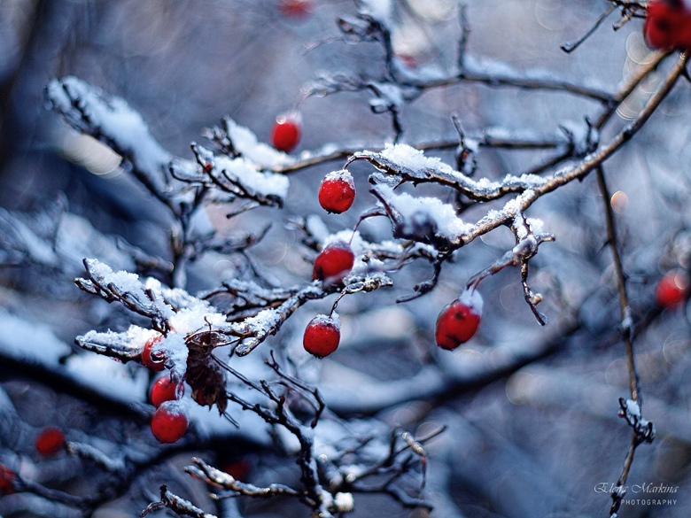Фотографія зимняя мозаика / Елена Маркина / photographers.ua
