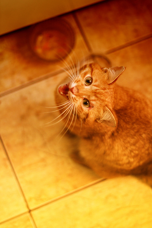 Фотографія Рудий... ти був найкращим котом.... / Оля Гудим / photographers.ua