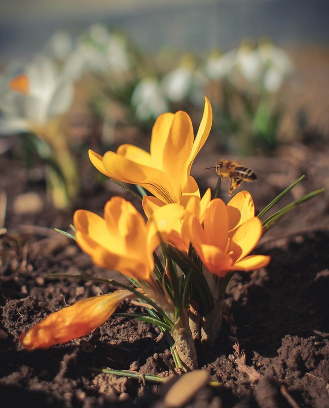 Фотографія Прийшла весна і у мій город / Ihor Ivantsiv / photographers.ua