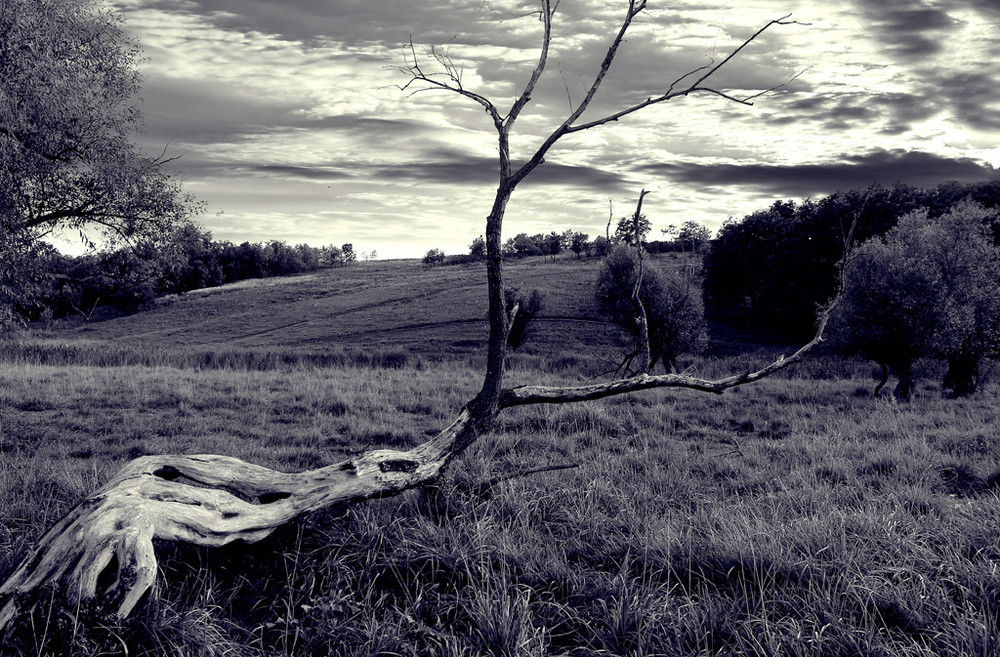 Фотографія замысловатое дерево / Сергей Мирошник / photographers.ua