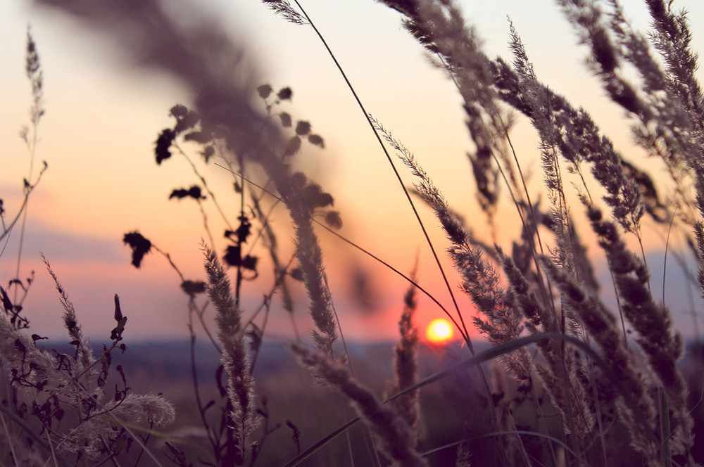 Фотографія закат сквозь колоски / Сергей Мирошник / photographers.ua