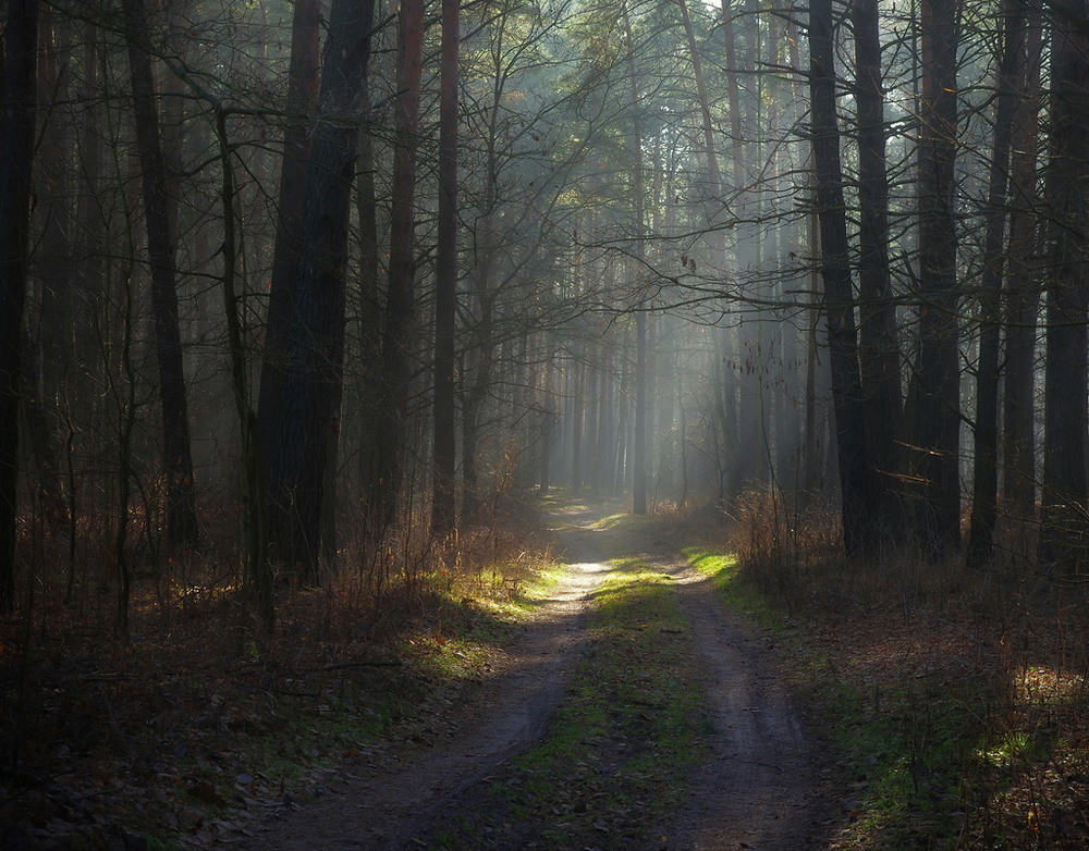 Фотографія утро в лесу / Сергей S / photographers.ua