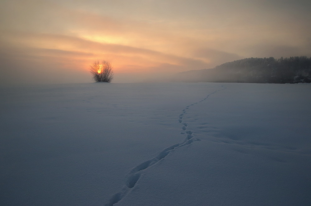 Фотография В зимнее утро / Сергей Шляга / photographers.ua